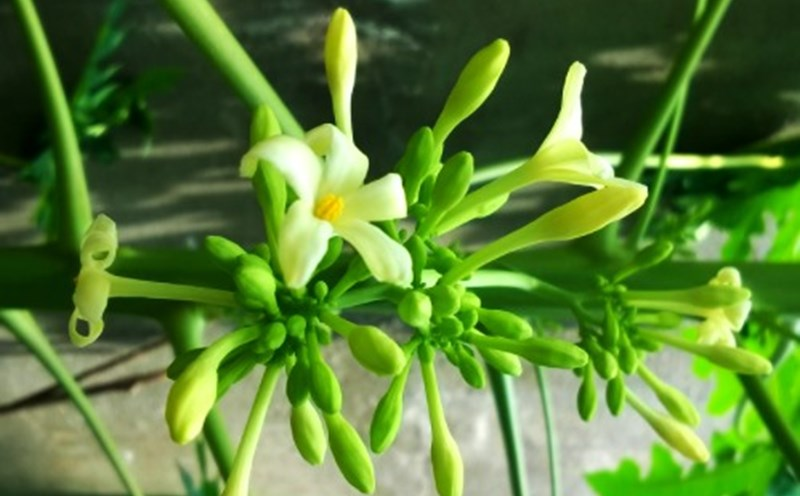 Hoa đu đủ đực: Lợi ích bất ngờ với sức khỏe 3
