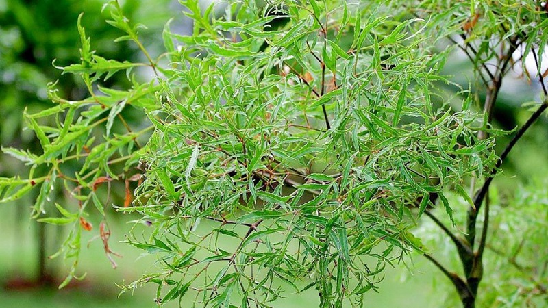 Cây đinh lăng lá nhỏ - Vị thuốc quý trong vườn nhà 11
