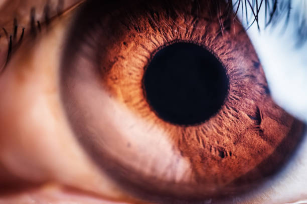 Những điều cần biết về bệnh rối loạn điều tiết mắt 7